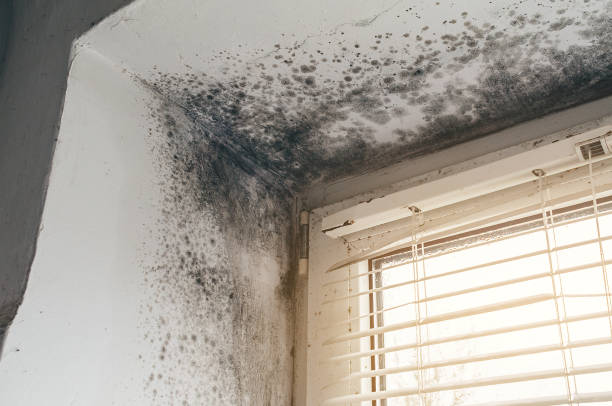 Affordable Mold Removal solutions in Maple Shade, NJ